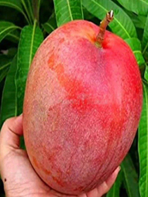 2 Miyazaki Mango Seed. Very Rare Japanese Mango plant Free Shipping