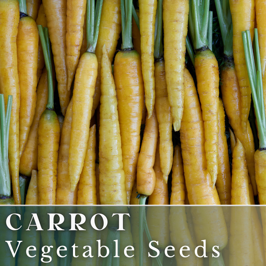 Carrot Vegetable Seeds 400+ Seeds Garden Seeds, Non GMO, Multiple Varieties