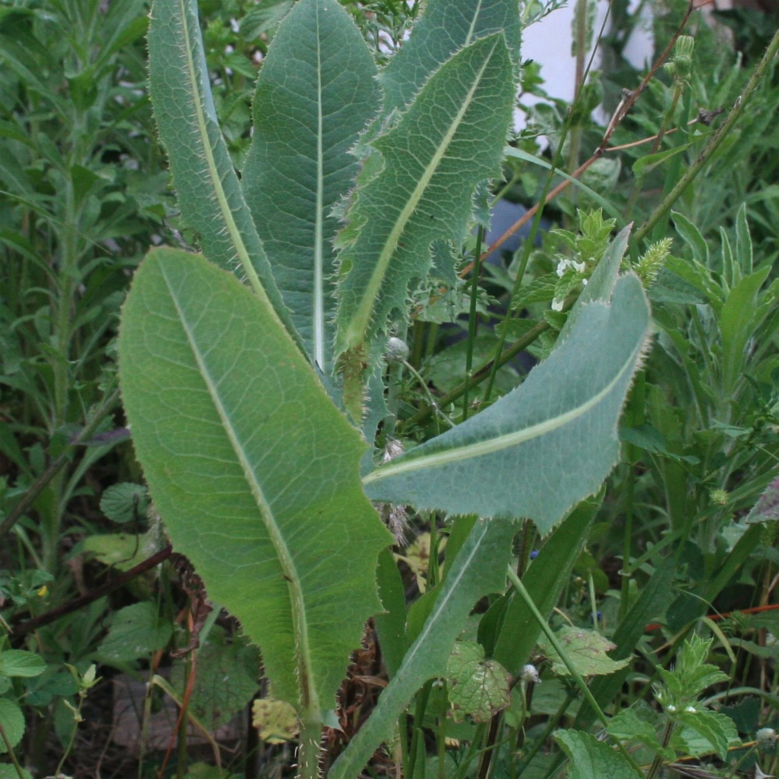 Wild Lettuce Seeds Lactuca virosa 50 Pack for Herbal Remedies