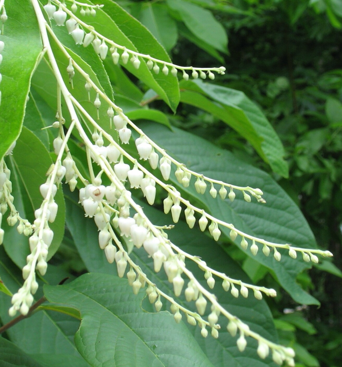 Oxydendrum arboreum Sourwood Lily of the Valley tree 10 seeds