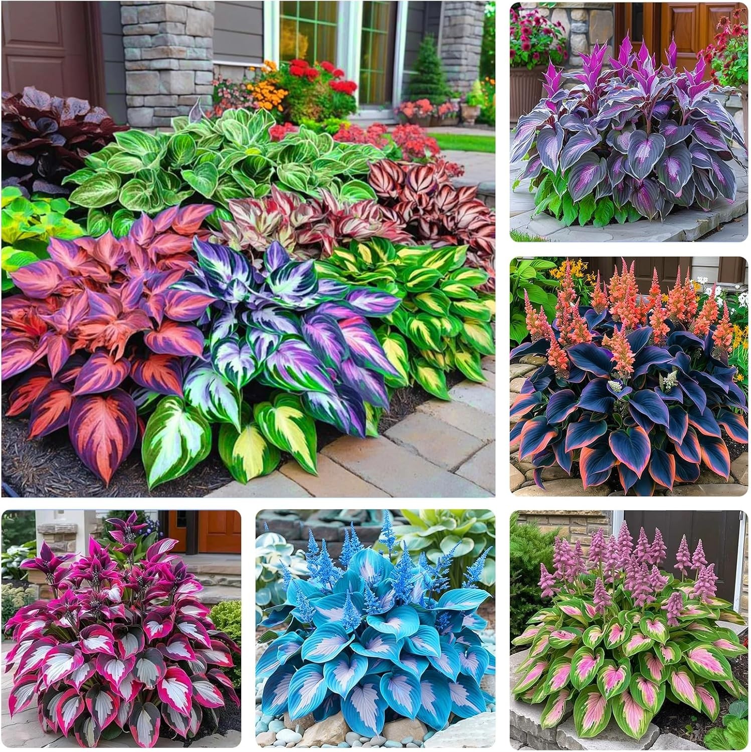 330 Hosta Seeds – Create Stunning Shade Gardens with Low Maintenance
