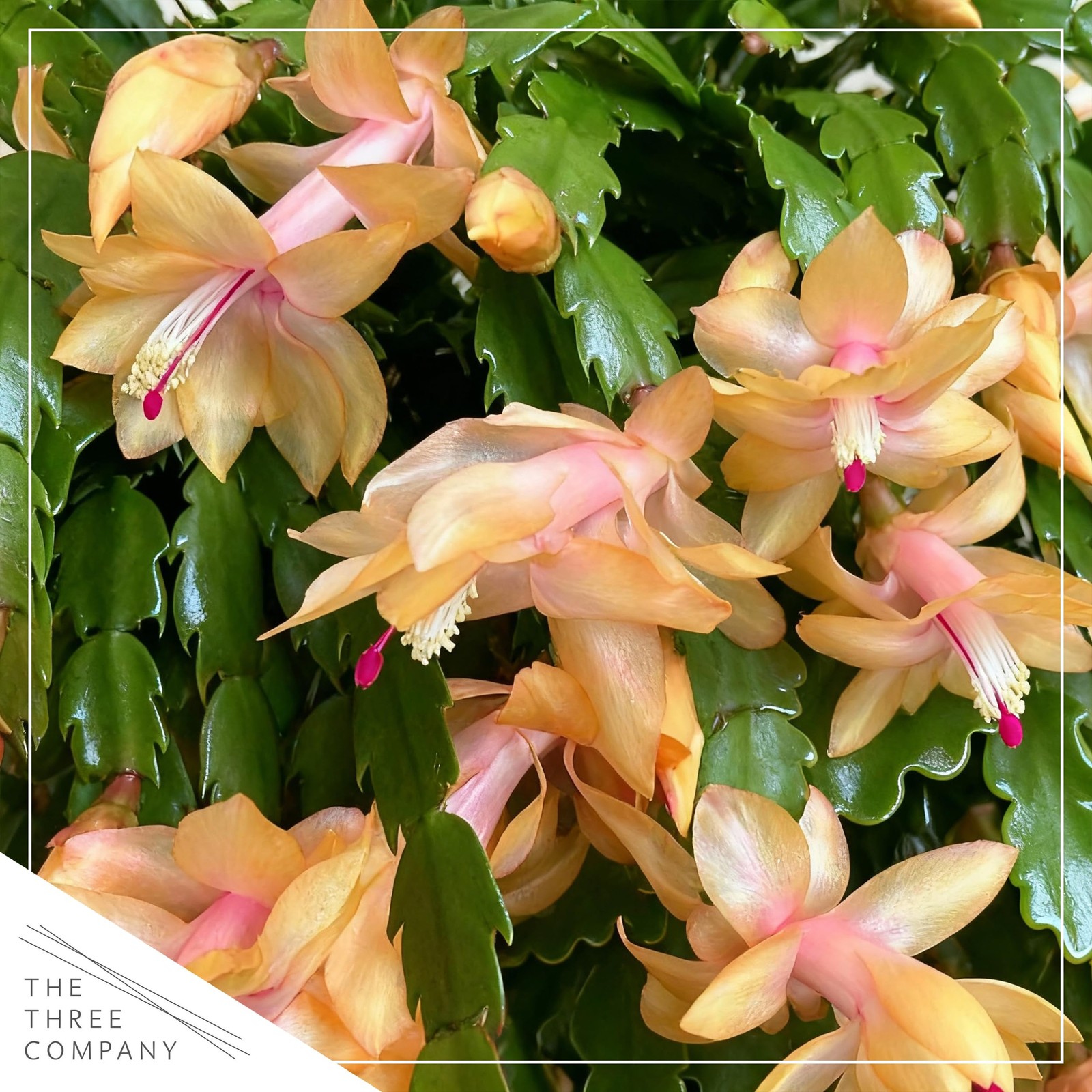 Live Flowering Zygocactus – Yellow-Orange, 2 Pack- Thanksgiving/Christmas Cactus