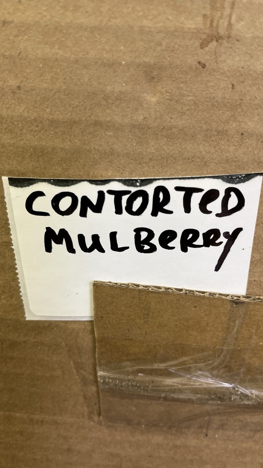 Contorted Mulberry 6-12 inches tall bareroot rare twisted plant