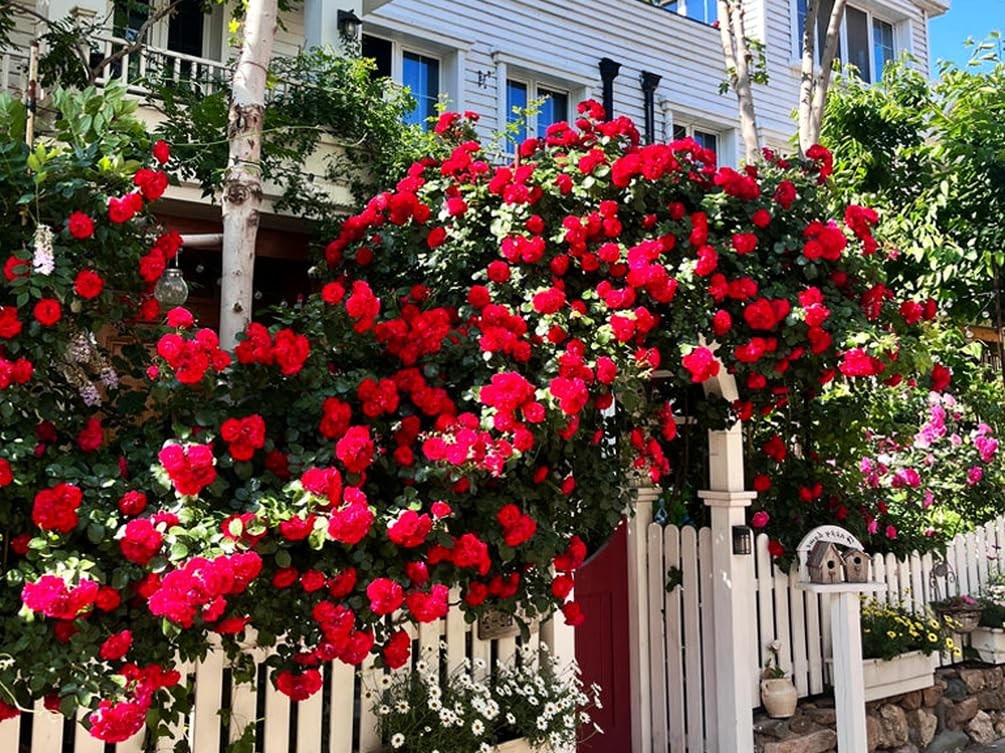 100+ Mix Climbing Rose Seeds for Planting Outdoors Ornamental Climbing Flower…