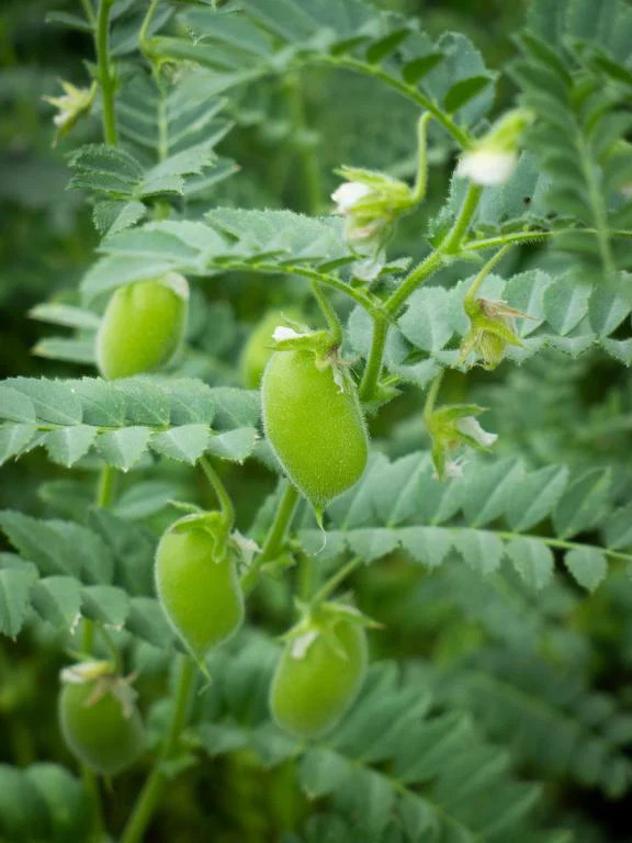 Chickpea Seeds | Marvel Garbanzo Beans Egyptian Chick Pea Indian Seed 2024