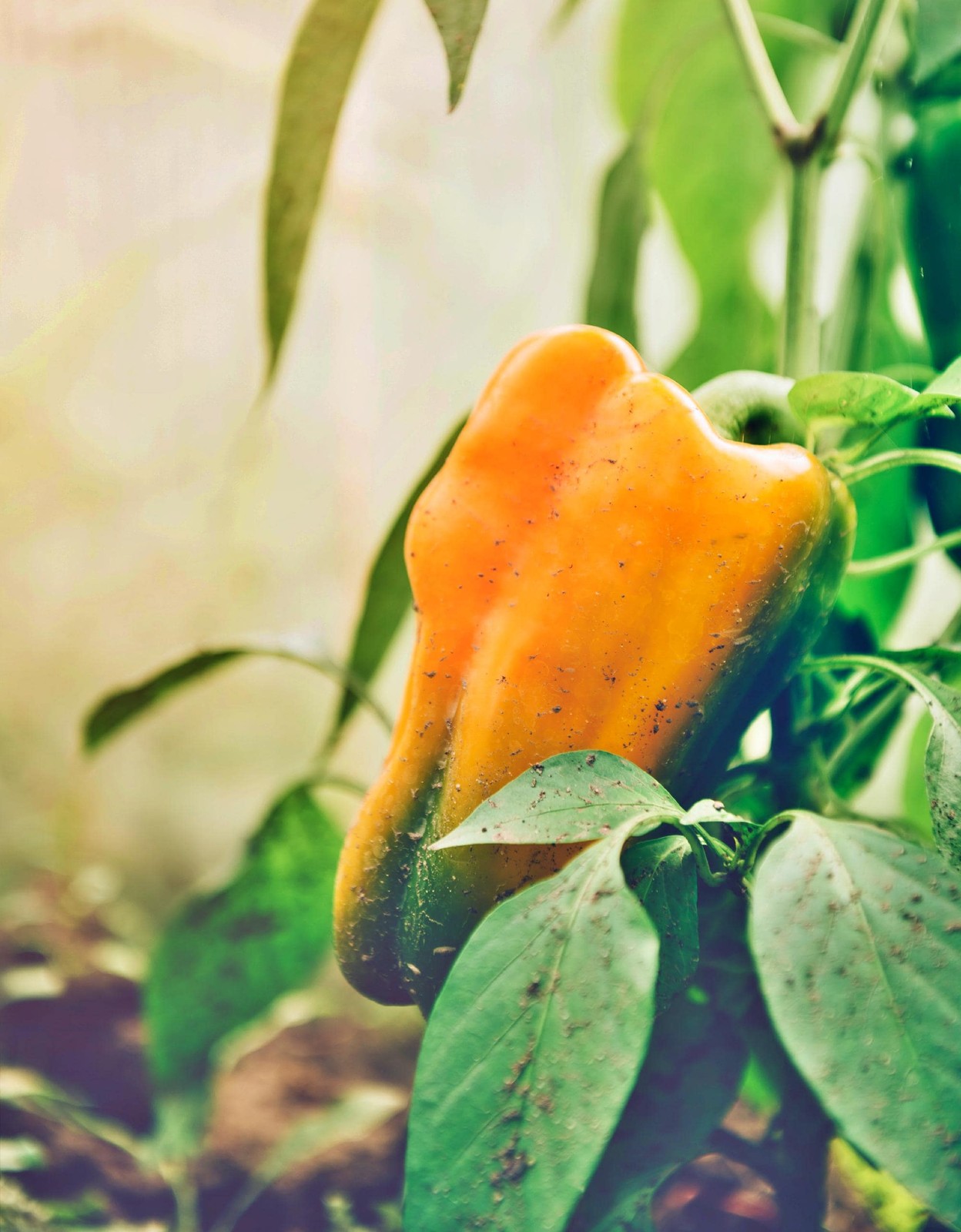 Yellow Monster, Sweet Bell Pepper