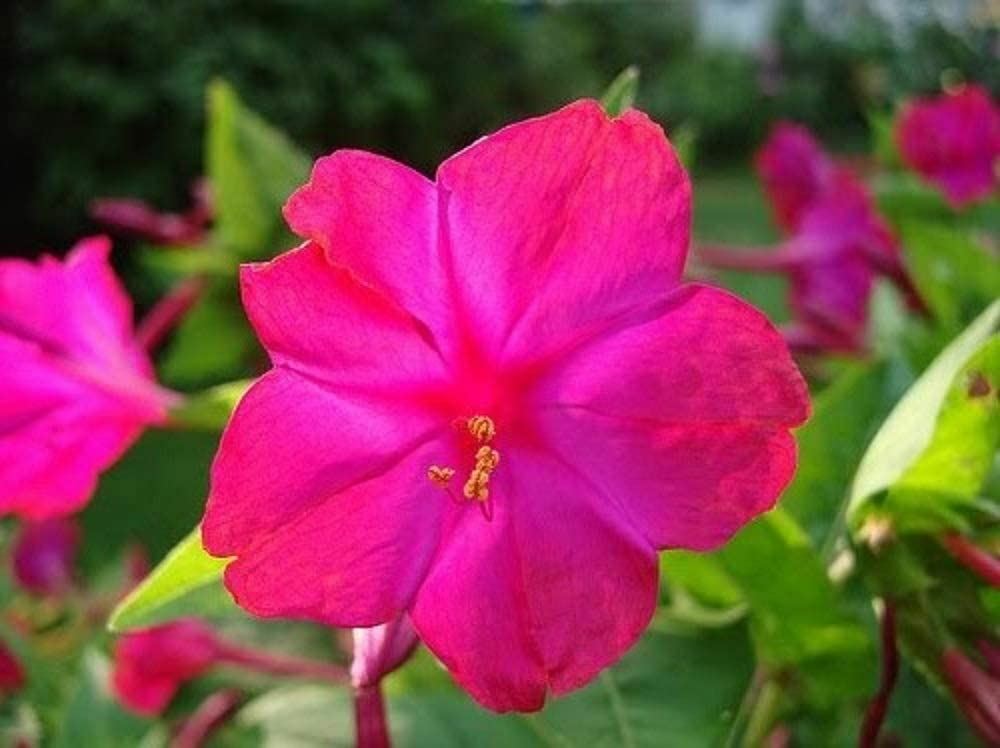 Four O’ Clock Red Flower Seeds, “COOL BEANS N SPROUTS” Brand. Home Gardening.