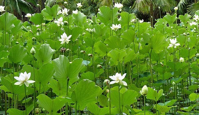 Nelumbo nucifera | White Lotus | 5 Seeds