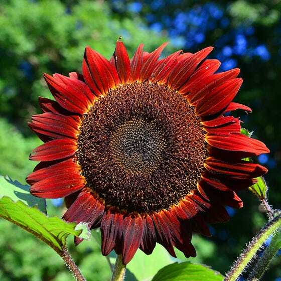 Sunflower RED SUN 5-6’ Bronze/Maroon Flowers 6″ Pollinators Non-GMO 25 Seeds!