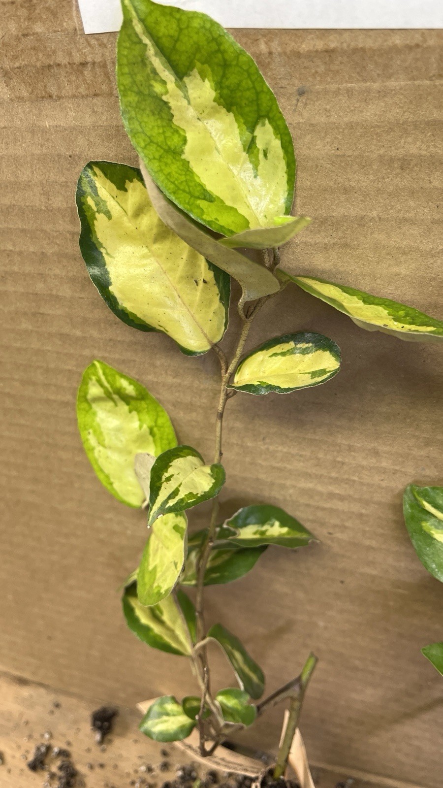 Variegated Silver berry E.P. “Maculata” 1 year old plant