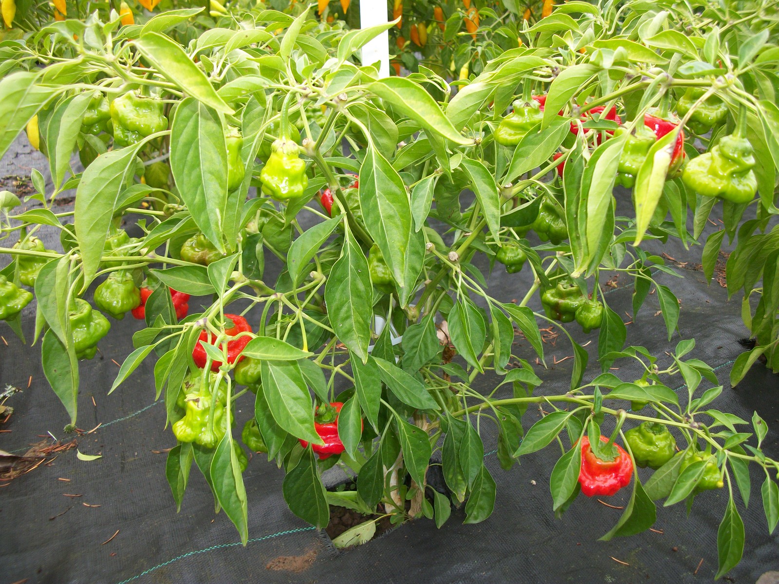 Jamaican Bell Shaped Organic Seeds – Hot Pepper – Large Red – Pkg 10+ – Ltd Qty