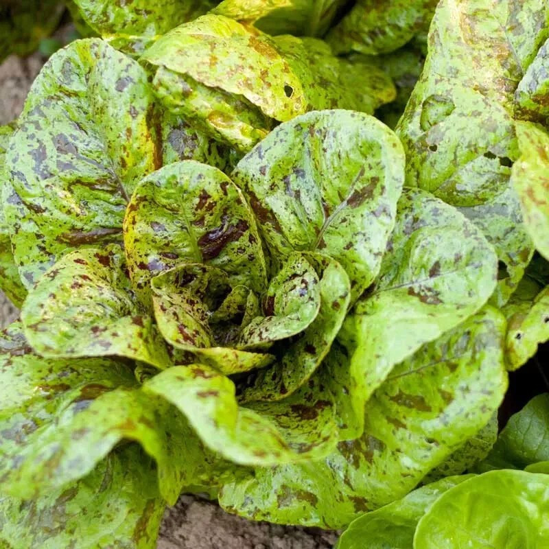 500+ FRECKLES ROMAINE LETTUCE SEEDS – Heirloom – Organic – NON GMO —- FRESH