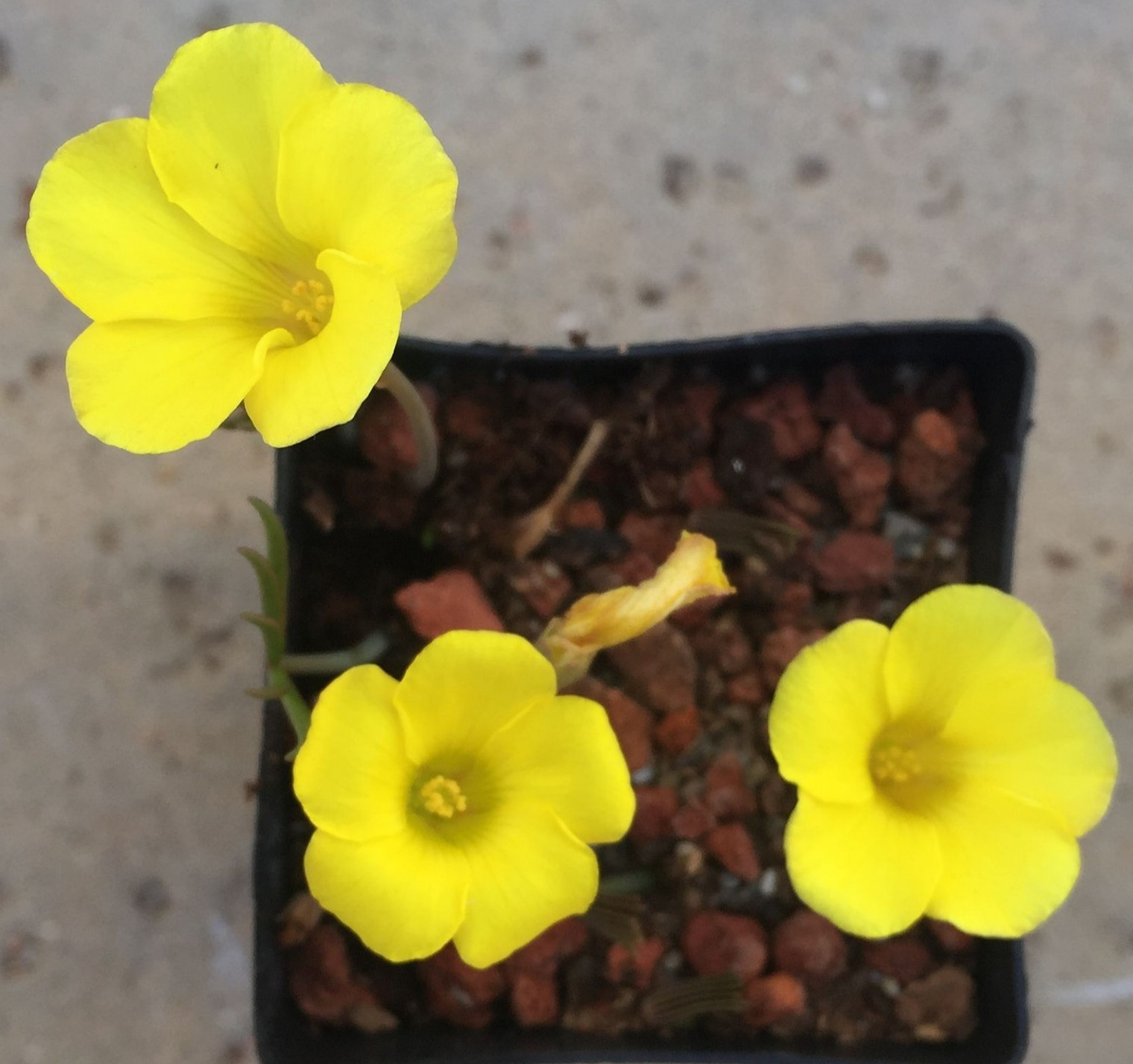 Bulbs E, CHOOSE 2: Oxalis palmifrons, Romulea hantamensis, Strumaria prolifera
