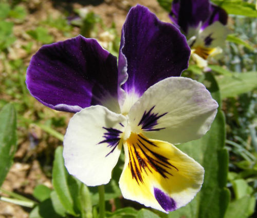 1oz JOHNNY JUMP UP Helen Mount VIOLA Seeds Tricolor Flower (Aprx 49,000 Seeds)