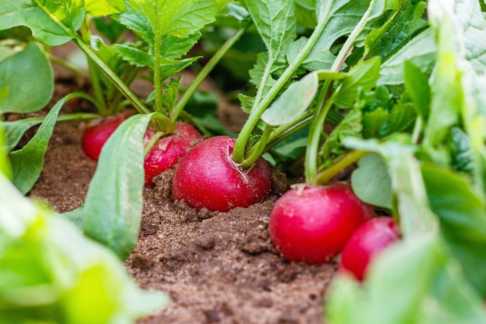 500 CHAMPION RADISH Sweet Scarlet Red Raphanus Sativus Root Vegetable Seeds