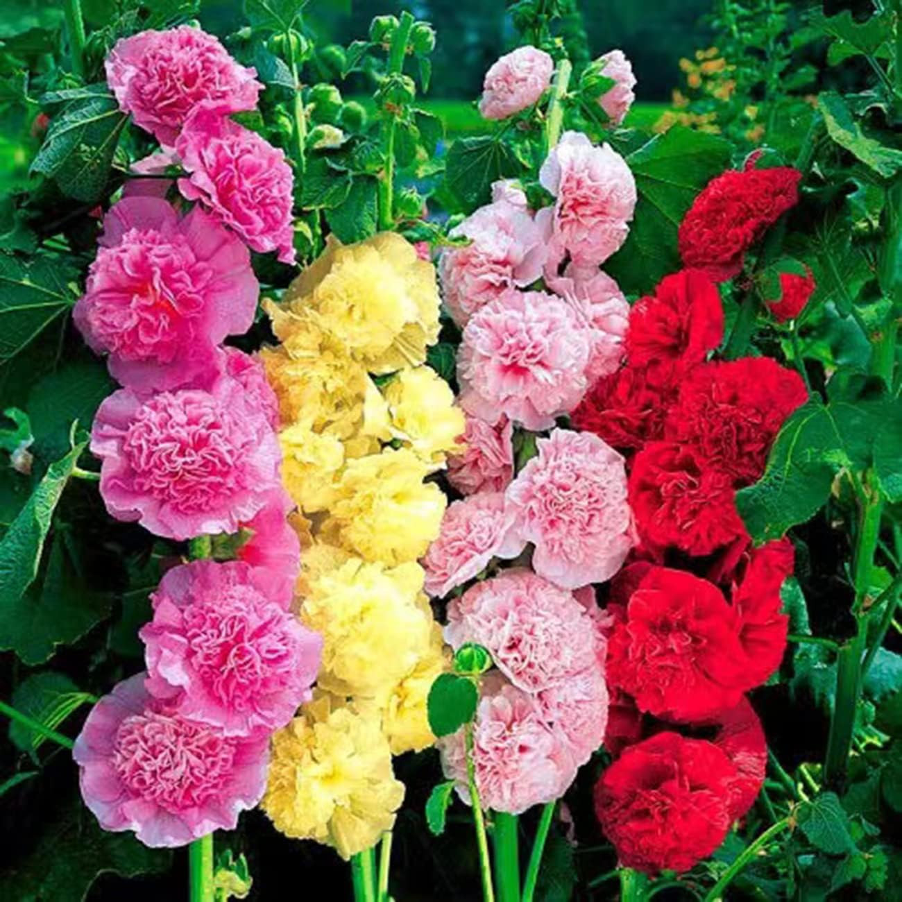 300+ Hollyhock Seeds Carnival Mix Giant Mallow Double Hollyhock Flowers Seed Per
