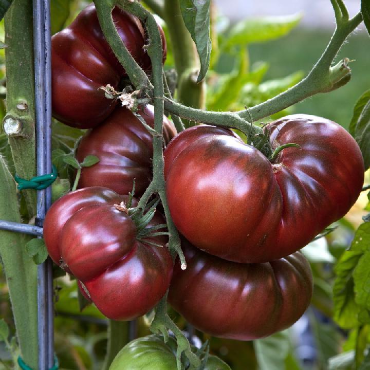 Black Brandywine Tomato, NON-GMO, Potato Leaf, Variety Sizes Sold, FREE SHIPPING