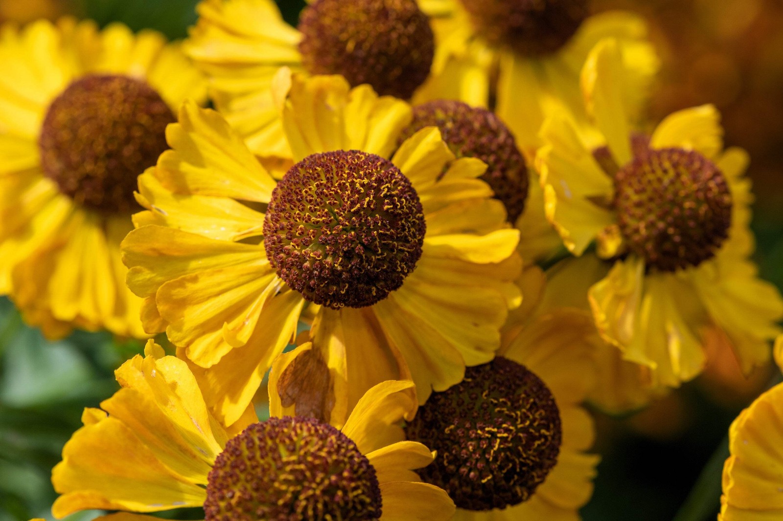 100 HELENIUM AUTUMN LEAVES Mix Helenium Autumnale Sneezeweed Flower Seeds