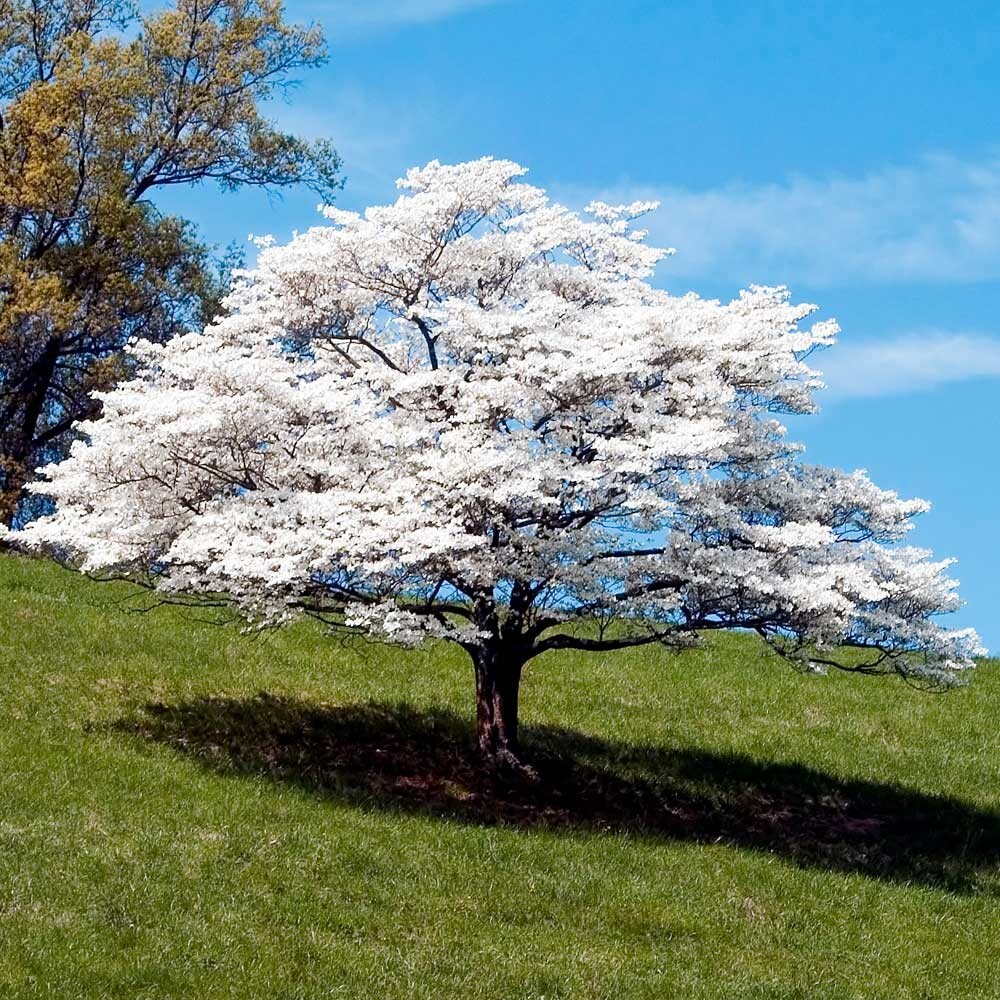 500 – 1,000 White American Flowering Dogwood Tree Seeds (Cornus florida) Hardy-5