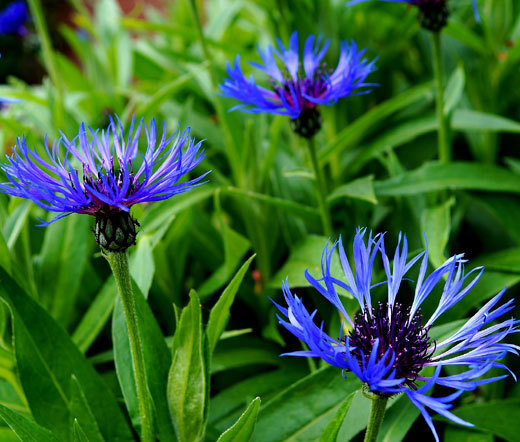 CORNFLOWER MOUNTAIN BLUET PERENNIAL Centaurea Montana – 100 Bulk Seeds