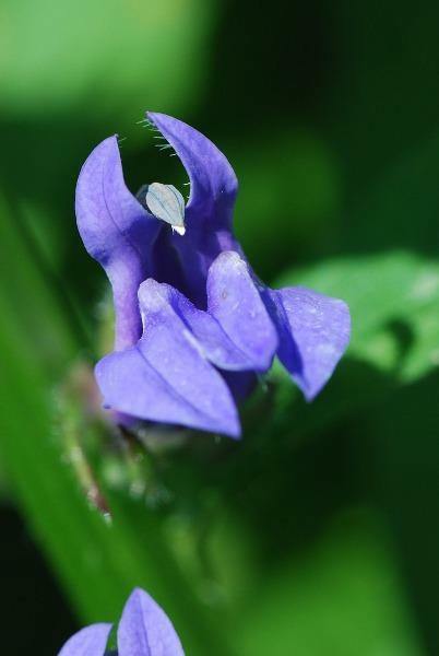 Lobelia siphilitica | Blue Cardinal Flower, | Big Blue Lobelia | 200 Seeds