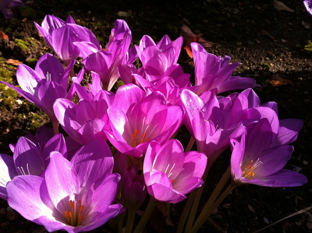 Colchicum autumnale AUTUMN CROCUS Seeds!