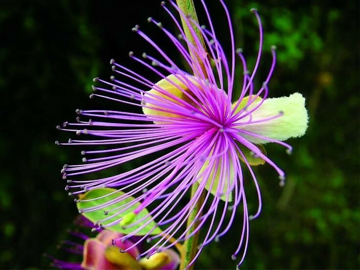 Capparis zeylanica | Ceylon Caper | 10_Seeds