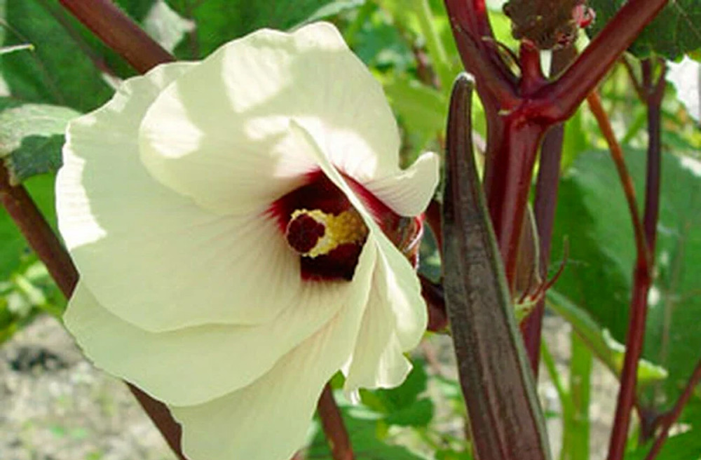 100 Red Burgundy Okra Seeds