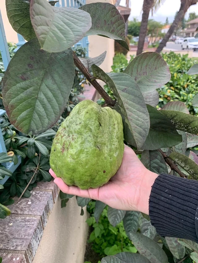 50+ Giant Vietnamese (Bankok) Guava Seeds for Planting – USA – FREE SHIPPING!