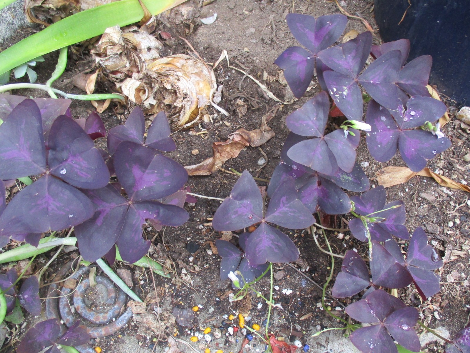 5 large Oxalis Triangularis Purple shamrock rhizomes/bulbs