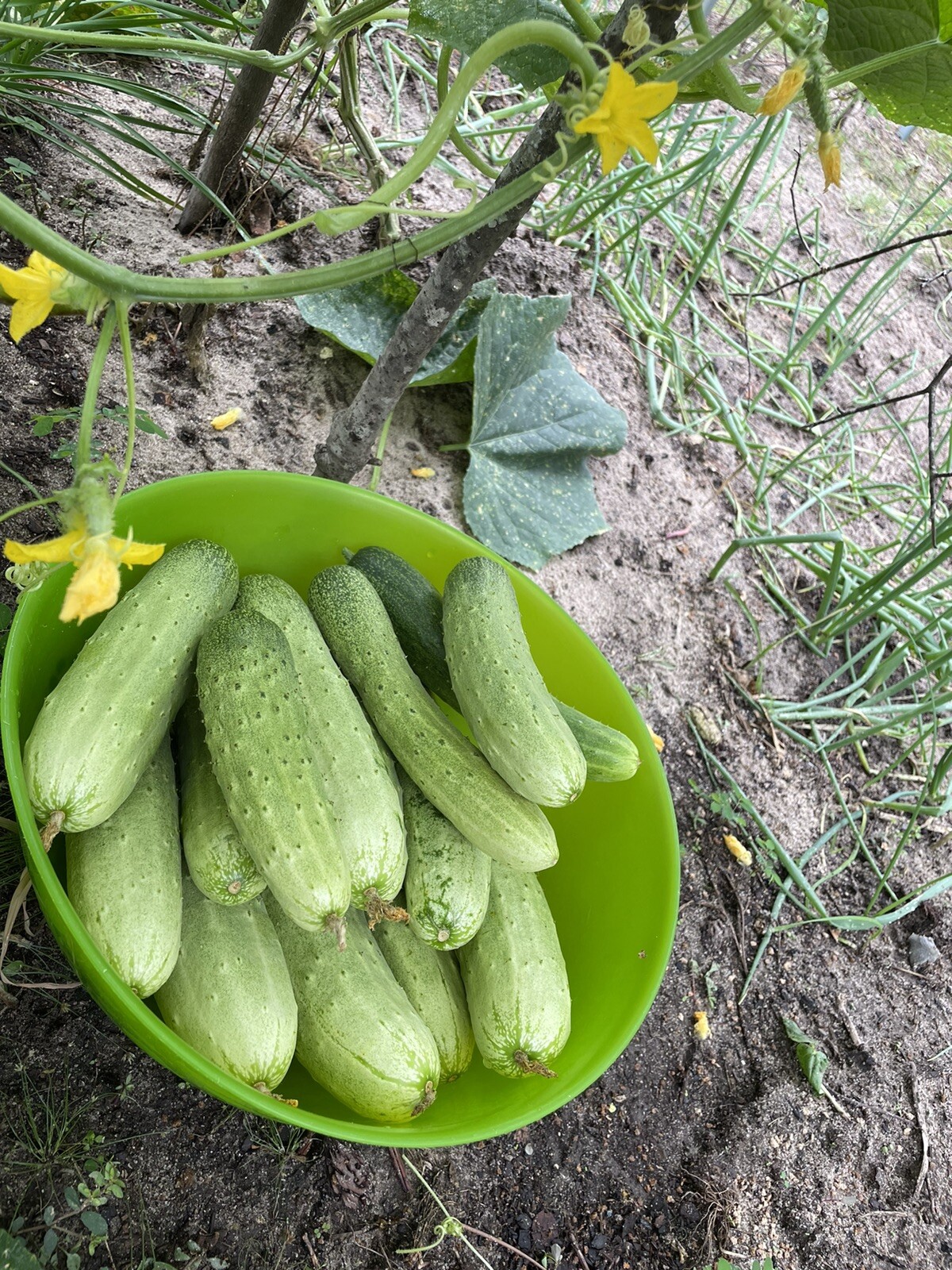 25 organic Asian White /Green Sweet Crisp Cucumber seeds (2023 summer) 新鲜水果黄瓜种子