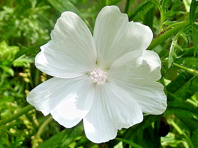 WHITE MUSK MALLOW 102 SEEDS, MALVA MOSCHATA ALBA, USA SELLR, EZ TO GROW