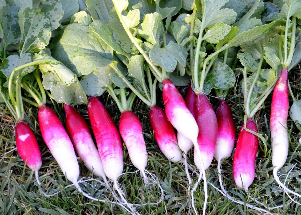 French Breakfast Radish Seeds 200 Ct Vegetable Garden NON-GMO USA FREE SHIPPING