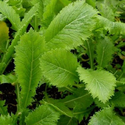 Spicy Brown Mustard Greens Seeds | Brassica Lettuce Collards Green Seed 2024