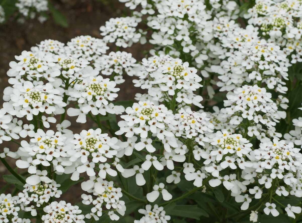 1000 White CANDYTUFT Flower Seeds Rocket ‘Empress Iberis amara Ground Cover