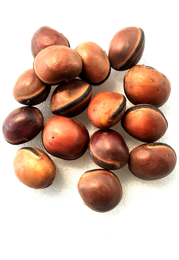 Natural AT3 seed | Marbles, At3 For African Spirituality (3 Seed/At3 ) Small Nt3