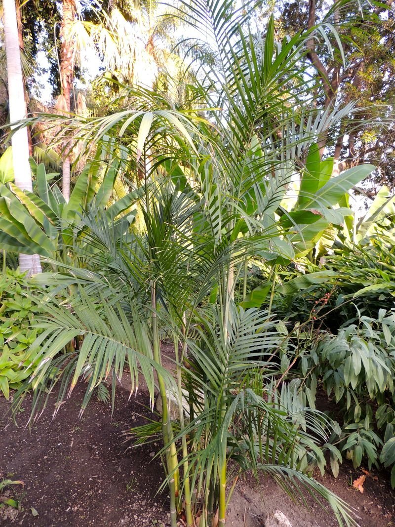 Chamaedorea SOLEDAD HARDY HYBRID BAMBOO PALM – Cold Hardy – Seeds!