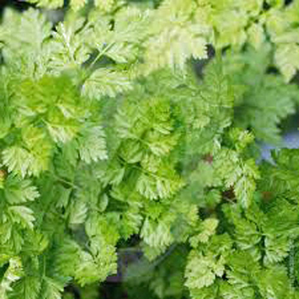 Chervil Seeds, Heirloom, NON-GMO, (50+) Chervil Seeds,
