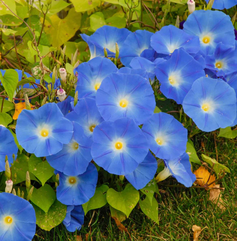 Morning Glory HEAVENLY BLUE Vine AAS Winner Heirloom Bees Love Non-GMO 100 Seeds