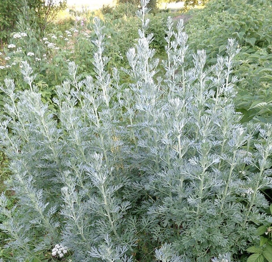 1000+ Absinthe Wormwood Seeds (Artemisia absinthium) | Perennial – USA
