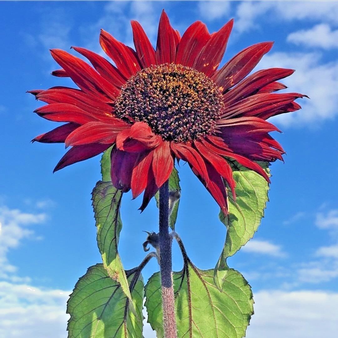 51+RED SUN SUNFLOWER Seeds Branching Cut Flowers Summer Garden Native Plant Easy