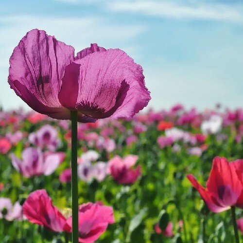 20,000+ Beautiful Organic Mixed Solids P somniferum Poppy Seeds for Planting