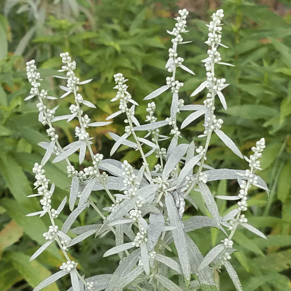 Prairie Sage Seeds. 200 Seeds. Medicinal, Great for Smudging. Free Shipping!