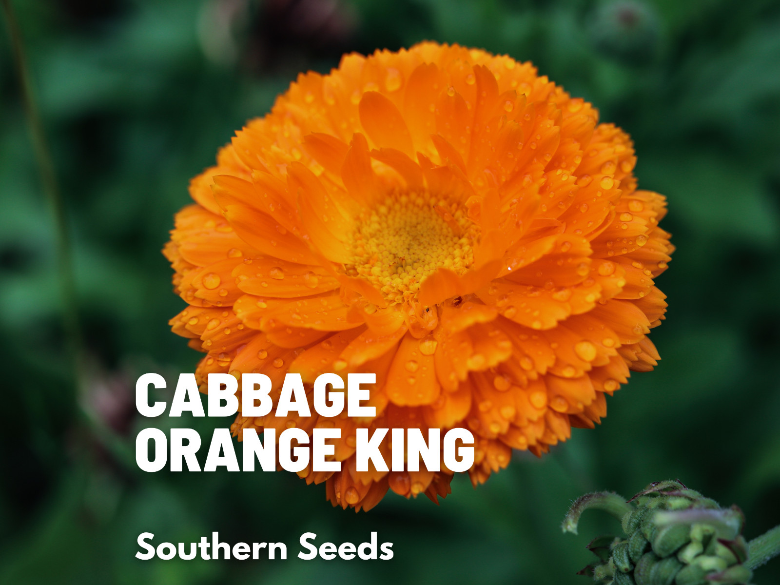 Calendula, Orange King – Heirloom Seeds – Medicinal & Pollinator Friendly Flower