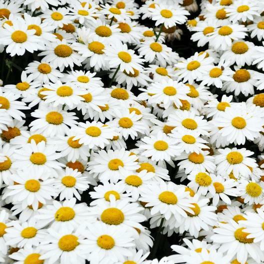SHASTA DAISY Chrysanthemum Perennial Heirloom Flower Meadow Non-GMO 200 Seeds!