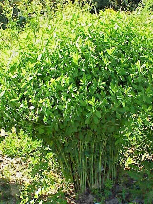 BLUE FALSE INDIGO 50 SEEDS, BAPTISIA AUSTRALIS, SUPER HARDY ZONE 3-10