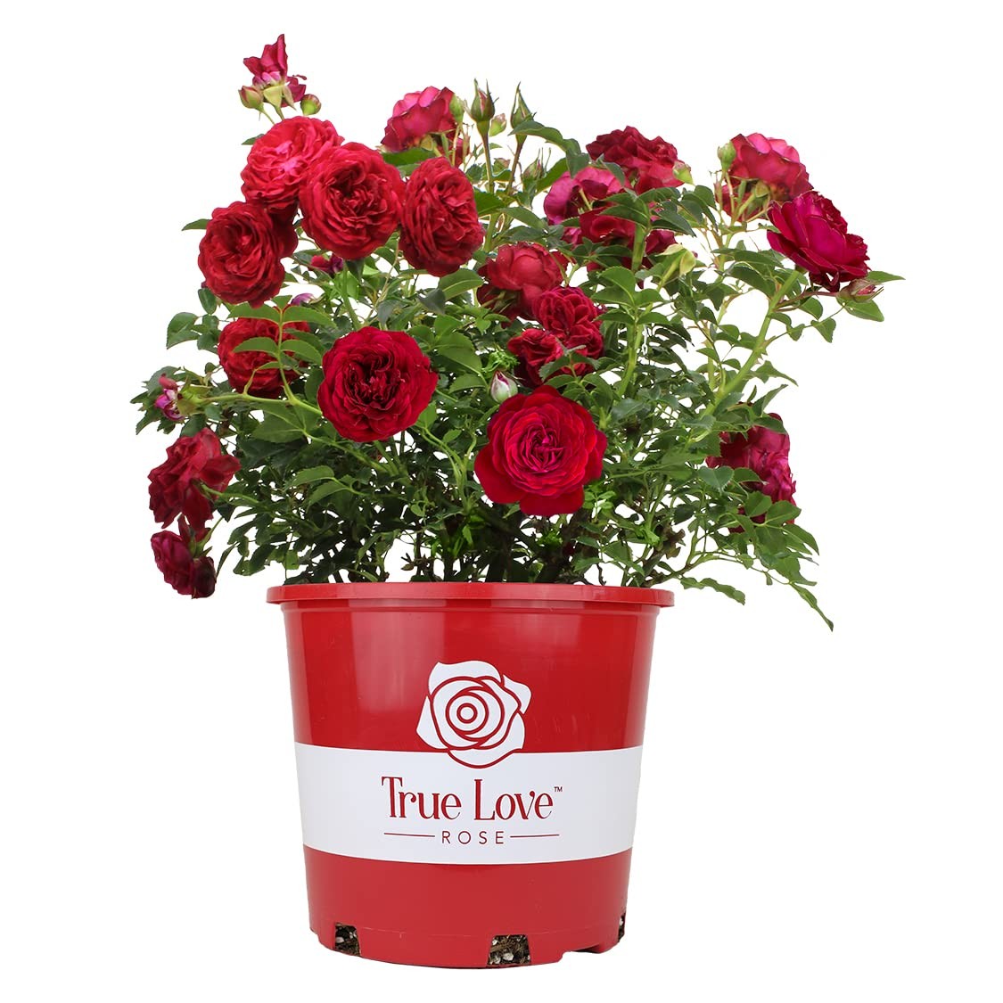 Fresh Roses for Delivery Prime, Red Roses Live Rose Bush Plants, Indoor Rose …