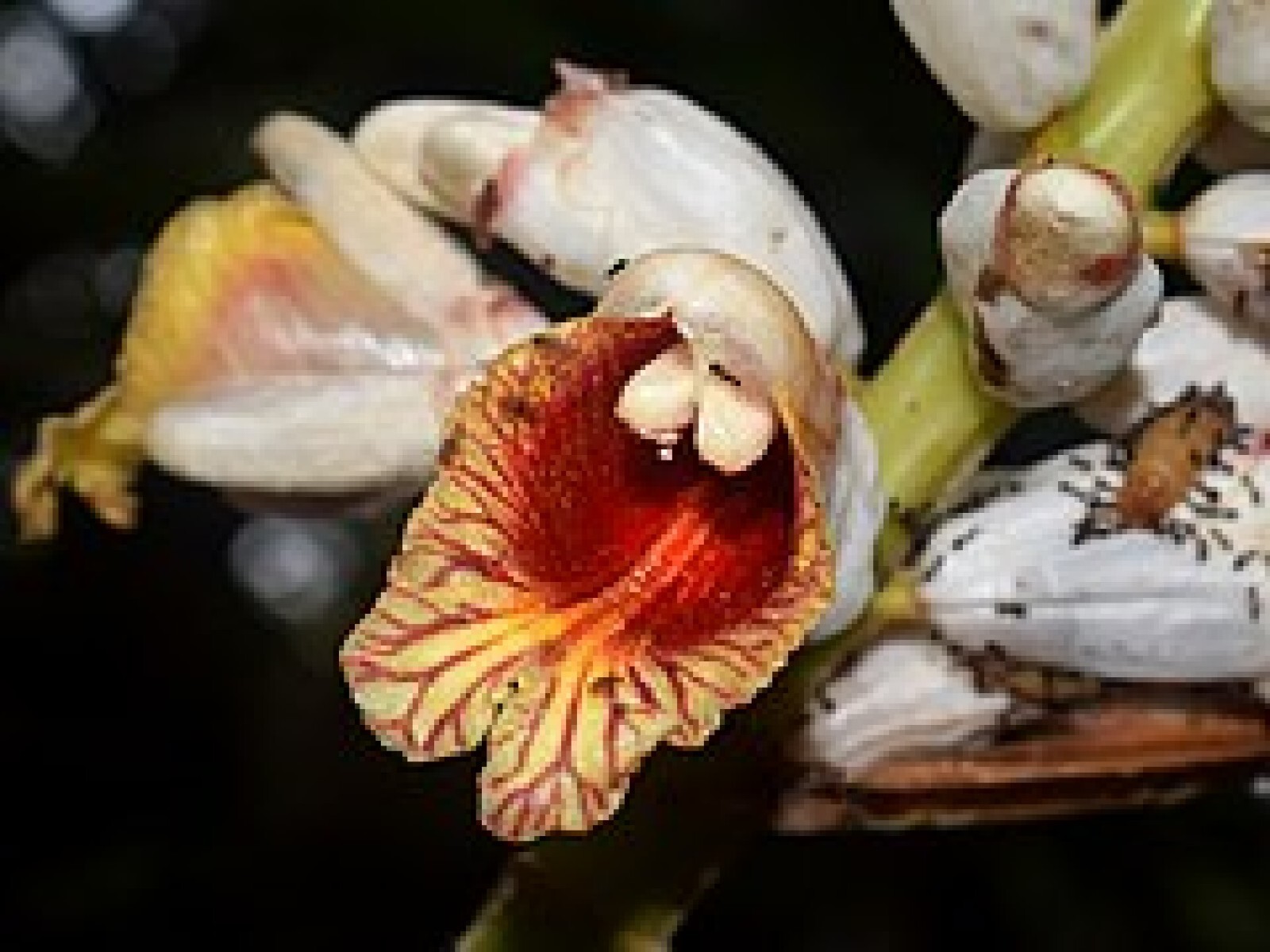 Malacca Ginger {Alpinia malaccensis} Rare Organic 5 seeds Free Shipping!