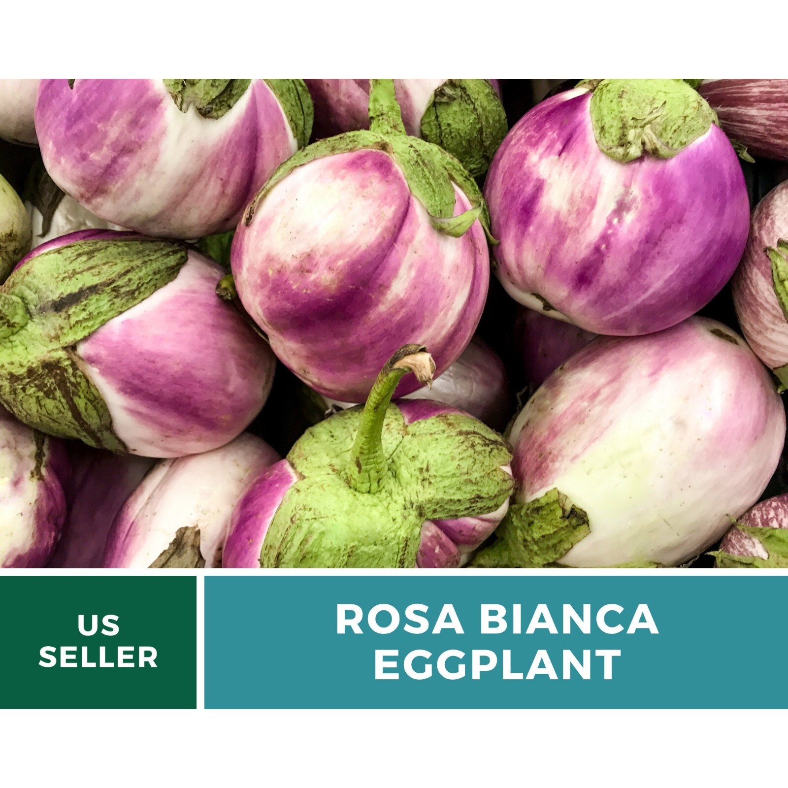 Eggplant, Rosa Bianca – 50 Seeds – Heirloom Seeds – Open Pollinated – Non-GMO (S