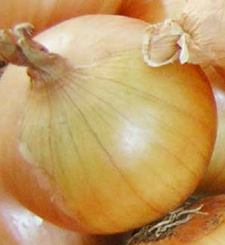 ONION SEEDS 200+ TEXAS EARLY GRANO allium SHORT DAY vegetable FREE SHIPPING